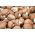 Champignon - 3l - Agaricus bisporus
