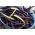 Buschbohne - Amethyst Samen -Phaseolus vulgaris -  