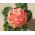 Salmon Zonal Geranium seeds - Pelargonium x hortorum - 10 seeds