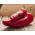 Hot Pepper Rokita seeds - Capsicum annuum - 68 seeds