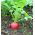 Radish - Carmen - Juicy Roots with Carmine Skins - Fresh Seeds