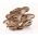 O ciupercă de ciuperci pentru cultivarea casei și a grădinii - 1 kg - Pleurotus ostreatus