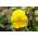 เมล็ดกะเทยยักษ์เหลือง - วิโอล่า x วิทเทอร์เซียน่า - 400 เมล็ด - Viola x wittrockiana 