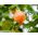 Klokketræ - Abutilon hybridum - Udsøgte klokkeformede blomster i hvid, gul og rød - Friske frø