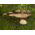 เห็ด Parasol สำหรับการเพาะปลูกในสวน - 3 กก - Macrolepiota procera