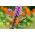 Gayfeather - Pink - Liatris spicata - Majestic Violet Spires - Fresh Seeds