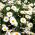 Semillas de margarita de ojo de buey - Chrysanthemum leucanthemum - Leucanthemum vulgare syn. Chrysanthemum leucanthemum