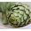 Artichoke - Green Globe - Cynara scolymus - Towering Artichoke, Striking 1.7m Growth - Fresh Seeds