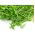 Sprouts - zaden - Erwt - Pisum sativum