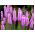 Gayfeather - Pink - Liatris spicata - Majestic Violet Spires - Fresh Seeds