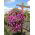 Cesta colgante de flores con esterilla de fibra de coco - 30 cm - 