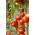 Körsbärstomat - Red Temptation  - 480 frön - Lycopersicon esculentum Mill