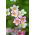 Bräckesläktet - 2000 frön - Saxifraga