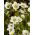 Bräckesläktet - 2000 frön - Saxifraga
