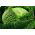 Cavolo verza - Langedijska - 640 semi - Brassica oleracea var. sabauda