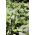 Cinnamon basil - Ocimum basilicum cinnamon - Sweetly Spiced Herb, Enchant Your Dishes - Fresh Seeds