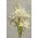 Tuberos - Polianthes - paket med 2 stycken - Polianthes tuberosa