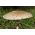 เห็ด Parasol สำหรับการเพาะปลูกในสวน - 3 กก - Macrolepiota procera