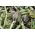 Artichoke - Green Globe - Cynara scolymus - Towering Artichoke, Striking 1.7m Growth - Fresh Seeds