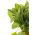 Spinach Giant Winter benih - Spinacia oleracea - 800 biji - Spinacia oleracea L.