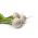Hónapos retek – Snowball - fehér - 850 magok - Raphanus sativus L.
