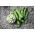 Broad Bean Bartek seeds - Vicia faba