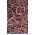 Buschbohne - Amethyst Samen -Phaseolus vulgaris -  