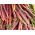 Carote - Deep purple - 425 semi - Daucus carota ssp. sativus