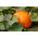 Jättikurpitsa - Atlantic Giant - 12 siemenet - Cucurbita maxima