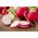 Radish - Carmen - Juicy Roots with Carmine Skins - Fresh Seeds