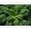 Насіння капусти - Brassica oleracea - 300 насінин - Brassica oleracea L. var. sabellica L. - насіння