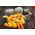Prydnadspumpa - Yellow Crookneck - Gyllene böjda squash, dekorativ charm - Färska frön