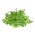 Sprouts - zaden - Erwt - Pisum sativum
