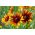 Pinewoods Coneflower blandede frø - Rudbeckia bicolor - 1500 frø - Rudbeckia hirta.