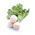 Hónapos retek – Snowball - fehér - 850 magok - Raphanus sativus L.
