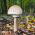เห็ด Parasol สำหรับการเพาะปลูกในสวน - 3 กก - Macrolepiota procera