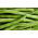 Buschbohne ‘Gracja’ Samen - Phaseolus vulgaris L. - 300 Samen -  
