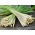 Citronella - 