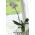 Holder for orchids - Green