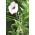 Holder for orchids - Green
