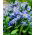 Scilla siberica - pacchetto di 10 pezzi