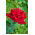 Storblomsteret rose - rød - potteplante - 