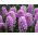 Hyacint - Splendid Cornelia - pakket van 3 stuks - Hyacinthus