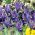 Våriris - Purple Gem - paket med 10 stycken - Iris reticulata