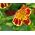Bohócvirág - Mimulus tigrinus - Egzotikus színek, lenyűgöző a kertekben - Friss vetőmagok