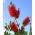 Lampepudser - Callistemon citrinus - frø