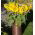 Sárga Napraforgómag - Helianthus annuus - 40 mag - magok