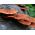 Roz ciuperci ciuperci - Pleurotus djamor