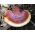 Ganoderma lucidum-Reishi - 
