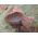 Urechea urechilor; ureche de lemn, ureche de jeleu - Auricularia auricula-judae
